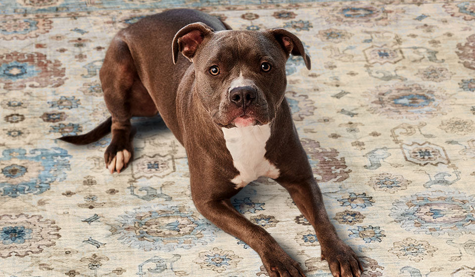 Kid-Friendly, Pet-Friendly, and Chemical-Free: Why Our Rugs Are the Perfect Choice for Your Home